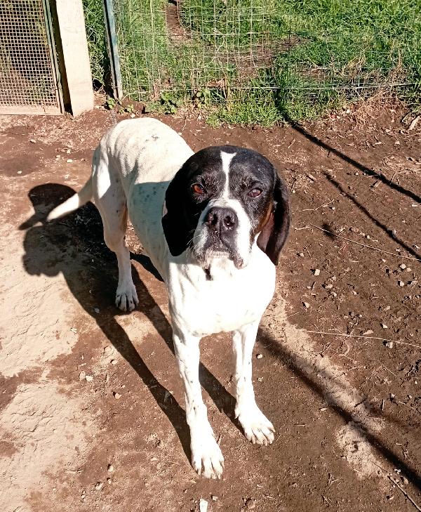 Jaco, elegante pointer Foto 2